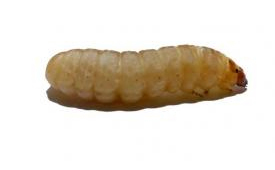 galleria mellonella
