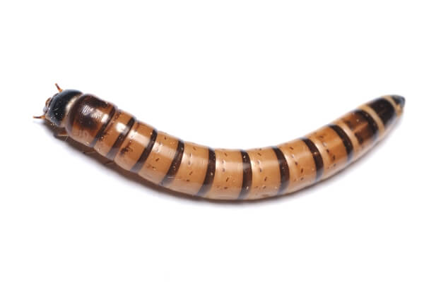 Zophobas morio