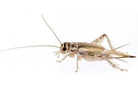 acheta domesticus