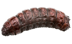 Musca domestica