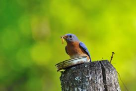 Birdfood