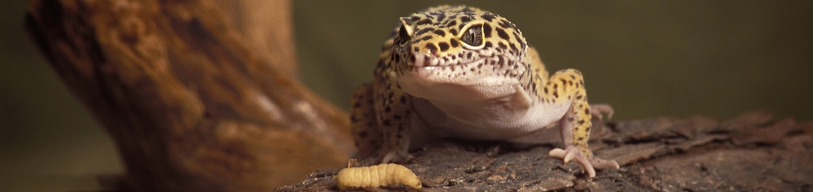 dutch meal worms