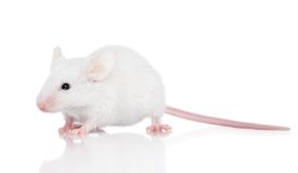 mus musculus