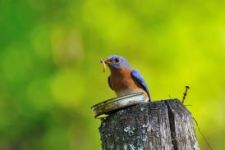 birdfood