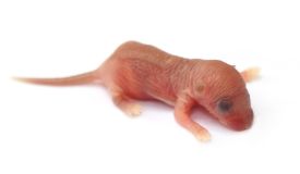 rattus norvegicus